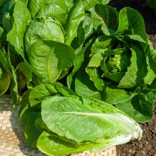 Potagères - Laitue Romaine Blonde Maraîchère - face recto